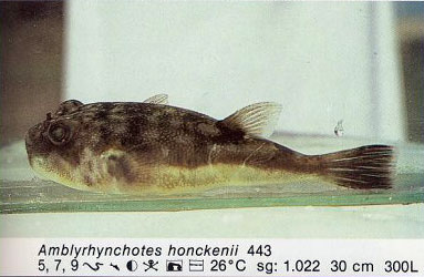 Amblyrhynchotes honckenii